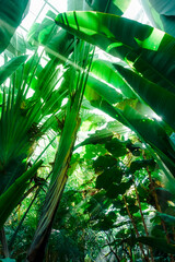 Jungle rainforest background