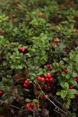  red lingonberry and green leaves