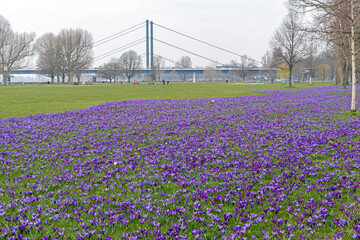 Blaues Band D&uuml;sseldorf