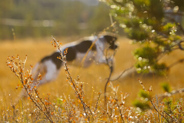 Fototapeta premium Dog english pointer