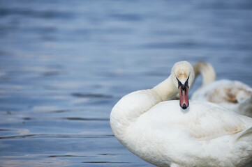 Young swan headshot