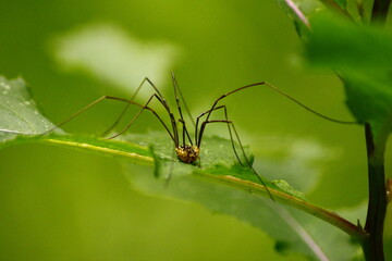 spider on a leaf