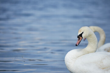 Young swan portrait