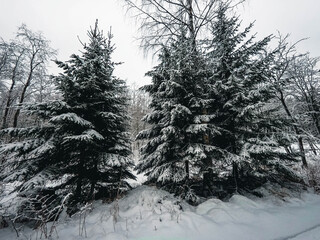 snow covered trees