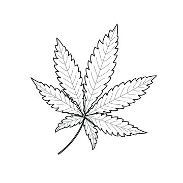 The marijuana leaf is drawn with a black outline on a white background. Pattern of a narcotic plant for coloring, applications, printing on dishes, clothes, textiles. Vector graphics.