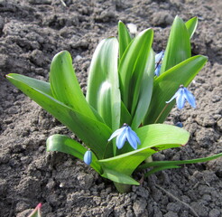 spring flowers in the garden