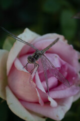 Dragonfly eyes. Dragonfly on the rose. Insects.