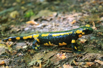 Hiking in the Harz, Fire salamander (Salamandra salamandra) in the Bode Valley / Wandern im Harz, Feuersalamander im Bodetal