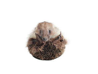 hedgehog with paw isolated on white background