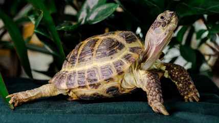 A turtle