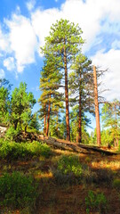 Ponderosa Pine Trees of Bryce Canyon