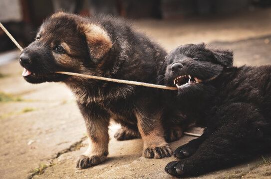 two German Shepherd puppies in a stone yard pulling a string