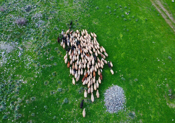 Top view of grazing sheep flock on spring pasture