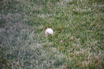 Baseball in a Patch of Grass