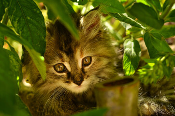Naklejka na ściany i meble long-haired tabby kitten hidden in the greenery among the leaves