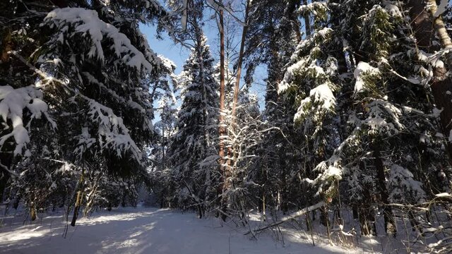 steadycam shot in snowy forest at sunny winter day, calm and picturesque nature, landscape