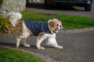 The American Cocker Spaniel is an active hunting dog, a family companion pet, and is great with children and other pets.