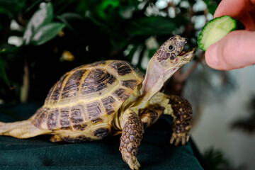 Eating turtle