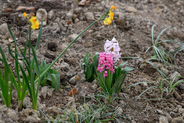 The end of Winter. Bunches of yellow daffodils and pink and white hyacinths springing up to mark the end of winter.