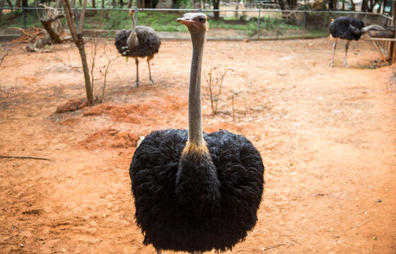 Ostrich wildlife animal in the zoo cage