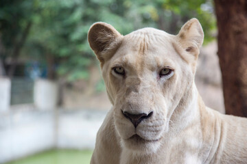 lion female face on forest