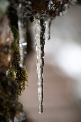 Eiszapfen in den Schwarzwald