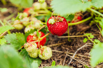 Industrial cultivation of strawberries plant. Bush with ripe red fruits strawberry in summer garden bed. Natural growing of berries on farm. Eco healthy organic food horticulture concept background.