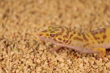 Bright lizard