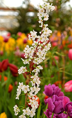 Blooming branch of Kuril cherry  (Prunus kurilensis Brilliant)