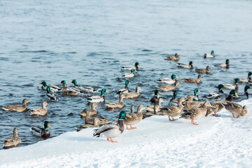 Brown and green ducks swim in the blue waves of a winter river, lake with frozen snowy ice shore on a sunny day