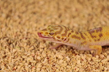 A lizard