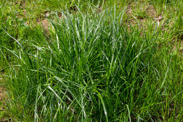 Green spring grass in the sunlight on the lawn