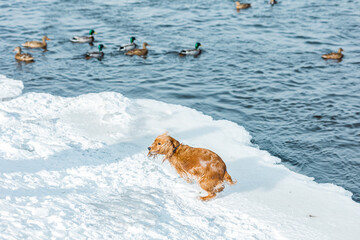 Wet golden spaniel after swimming in cold river water, lake with ducks in winter on a snowy shore. The concept of negligence and carelessness of pet owners in nature