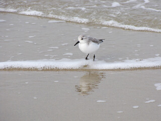 a beautiful white sanderling walks in the foam in the waterline of the westerschelde sea in cadzand in zeeland, the netherlands in winter