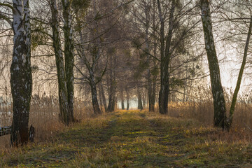 Idyllic birch tree alley. Sunny morning during the late winter season. Spring is coming