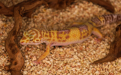 Naklejka premium A lizard