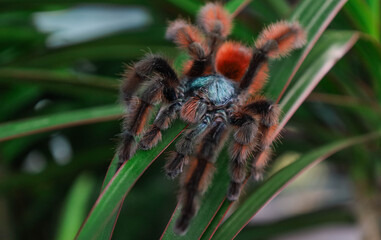 A spider on the leafs