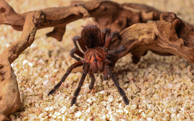 A spider on the wood