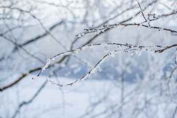 Bare thin branches of trees with white fluffy snow on the bank against the background of a blue river. Winter