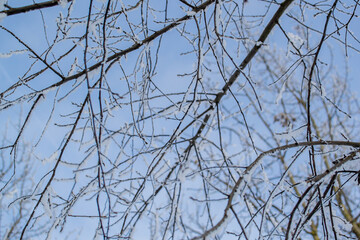 Thin branches of trees in fluffy white snow in winter against a blue sky, bottom view. North. Close-up
