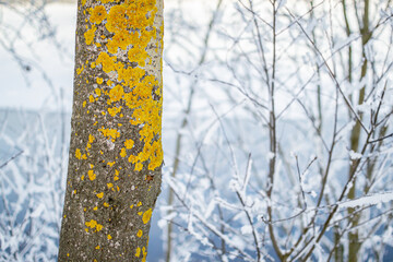 Aspen tree trunk with bright yellow lichen on the snowy bank against the background of a blue...