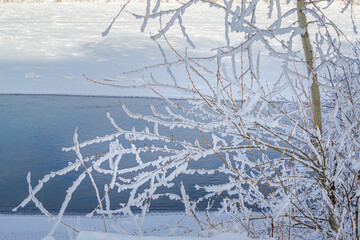 Branches of tree in white fluffy snow on the bank against the background of a blue river. Winter