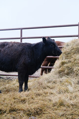 Black angus calf eating hay shows young cow on beef farm for agriculture.