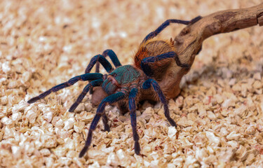 spider on the wood
