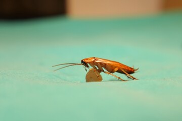Male cockroach cleans itself on a piece of meat, leftovers.
American cockroach isolated on green...