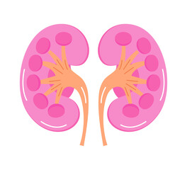 Kidneys for medical design. Cartoon internal organ concept of pyelonephritis, nephroptosis, renal failure