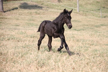 Horses In The farm, Mare and Foals