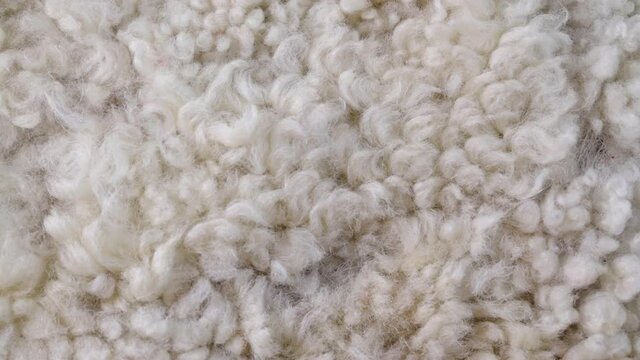 Sheep fur. Natural sheepskin rug background. Wool texture.