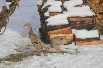 running ducks in the snow