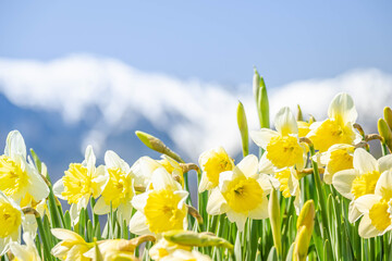 水仙の花と雪山